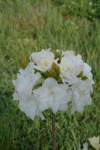 Blue Mountain Double Azalea